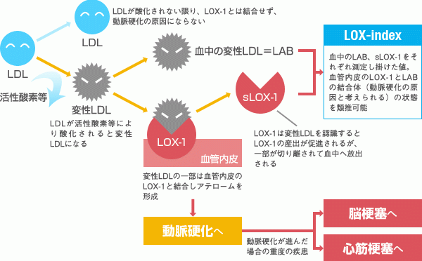 動脈硬化のメカニズム（仮説）