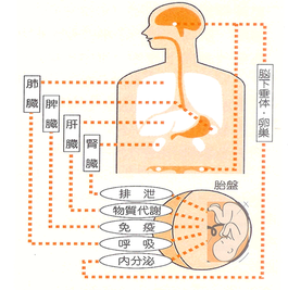 自然治癒力（免疫力）を高めるプラセンタ